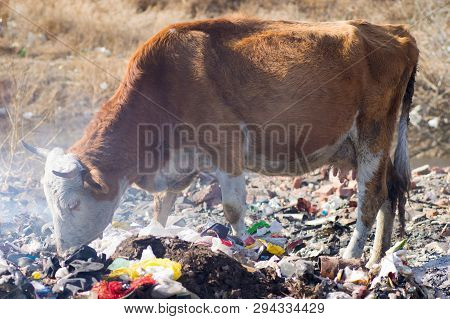 Cows Eating Foods On A Garbage Dump.