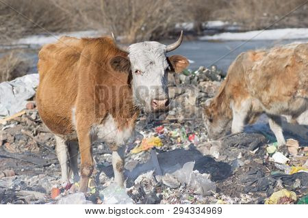 Cows Eating Foods On A Garbage Dump.
