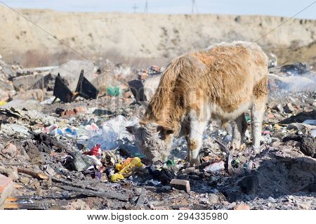 Cows Eating Foods On A Garbage Dump.