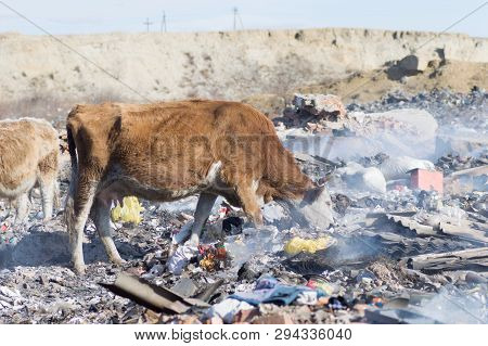 Cows Eating Foods On A Garbage Dump.