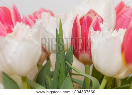 Tulips. Spring. White. Isolated. Pink. Flowers