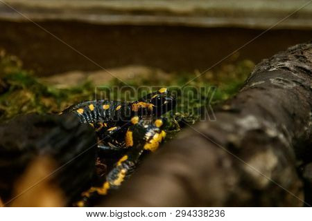 Beautiful Lizard In The Grass Common Fire Salamander