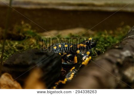 Beautiful Lizard In The Grass Common Fire Salamander
