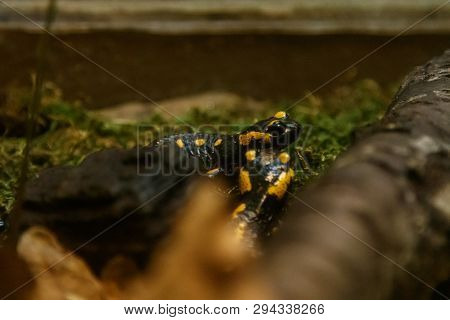 Beautiful Lizard In The Grass Common Fire Salamander
