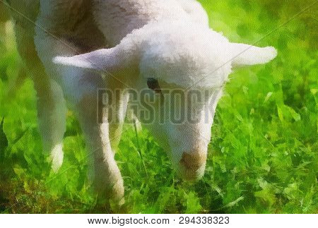 Little Lambs Grazing On A Beautiful Green Meadow With Dandelion. Computer Painting Effect.