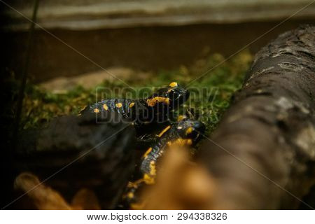 Beautiful Lizard In The Grass Common Fire Salamander