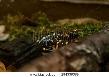 Beautiful Lizard In The Grass Common Fire Salamander