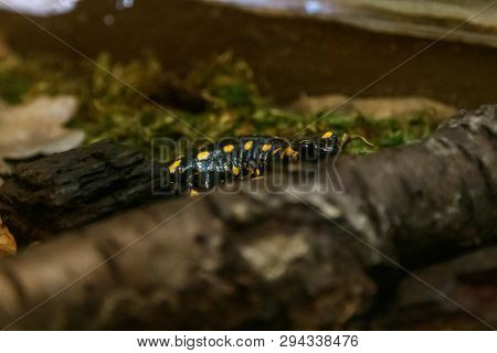 Beautiful Lizard In The Grass Common Fire Salamander