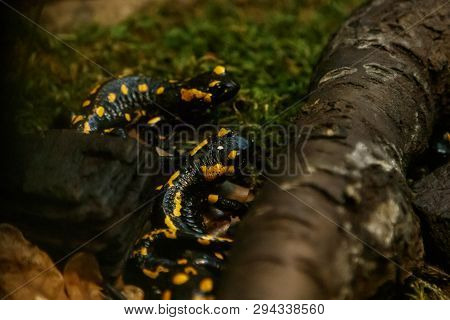 Beautiful Lizard In The Grass Common Fire Salamander