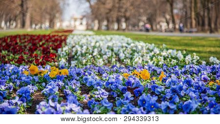 Warsaw, Poland - April 3, 2019: Beautiful Saxon Garden, Park With Red, Blue And White Flowers.