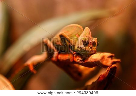 Beautiful Lizard Chamaeleonidae On A Branch