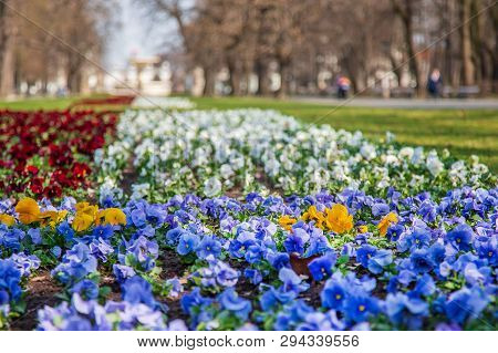 Warsaw, Poland - April 3, 2019: Beautiful Saxon Garden, Park With Red, Blue And White Flowers.