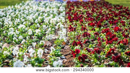 Pansies In A Natural Environment In The Park.