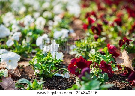 Pansies In A Natural Environment In The Park.