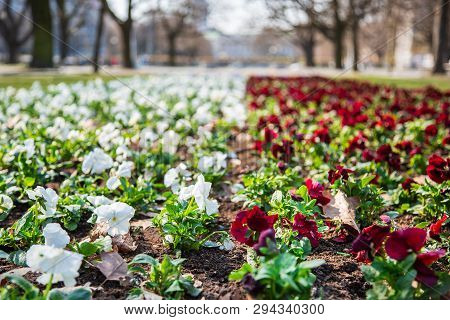 Warsaw, Poland - April 3, 2019: Beautiful Saxon Garden, Park With Red, Blue And White Flowers.