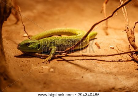 Beautiful Balkan Green Lizard - Lacerta Trilineata