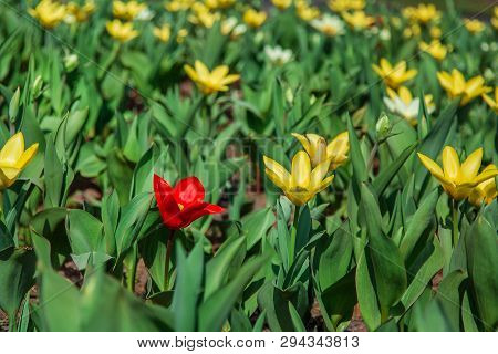 Red And Yellow Tulips On Green Grass As Background. Garden With Tulips.