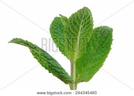 Fresh Raw Mint Leaves Isolated On White Background