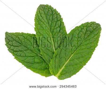 Fresh Raw Mint Leaves Isolated On White Background