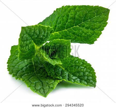 Fresh Raw Mint Leaves Isolated On White Background