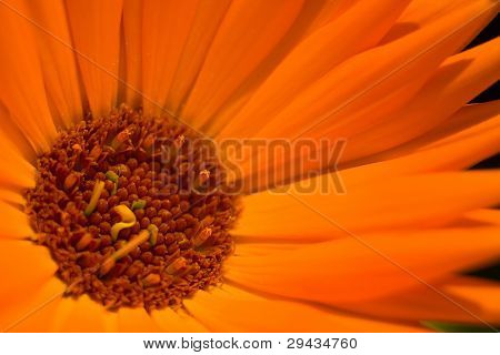 Camomilla arancio grande