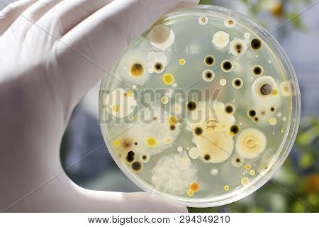 Researcher Hand In Glove Holding Petri Dish With Colonies Of Different Bacteria And Molds On Natural