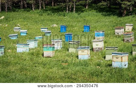 A Lot Of Hives Are Standing In The Middle Of A Green Lawn Near The Forest. Production Of Environment