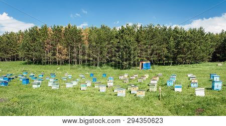 A Lot Of Hives Are Standing In The Middle Of A Green Lawn Near The Forest. Production Of Environment