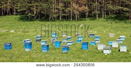 A Lot Of Hives Are Standing In The Middle Of A Green Lawn Near The Forest. Production Of Environment