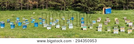 A Lot Of Hives Are Standing In The Middle Of A Green Lawn Near The Forest. Production Of Environment