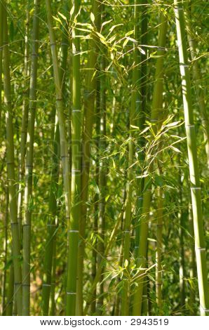 Bamboo Forest
