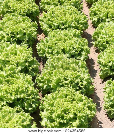 Cultivated Field Of Fresh Green Lettuce With The Sandy Soil That Facilitates The Absorption Of Water