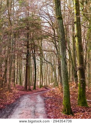 The Forest Awakens Again After The Winter Break. The Spring Sun Breaks Through The Trees ... Polish 