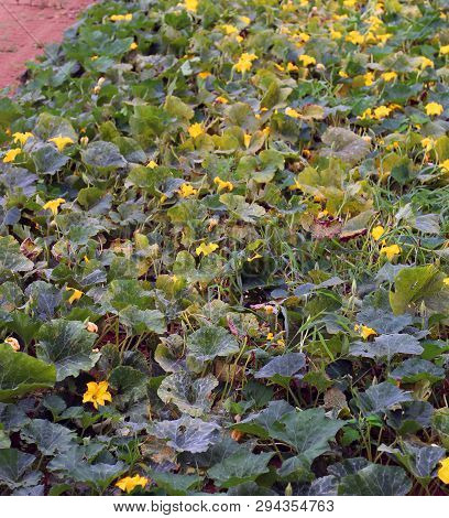 Cultivated Field Of Many Zucchini Blossoms With Old Toned Effect
