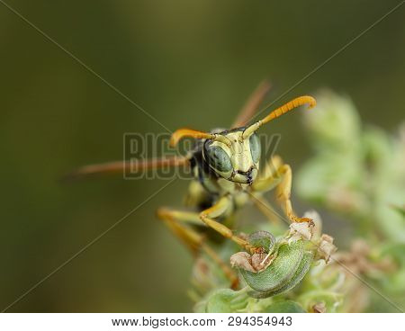 Macro Portrait Of A Polistes Dominula Wasp On A Flower