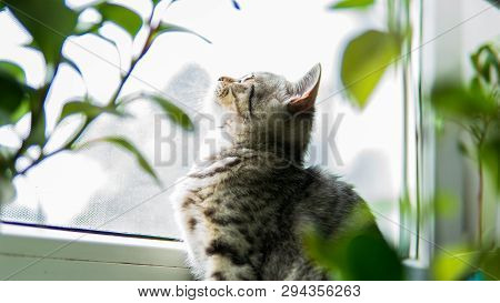 Lovable Scottish Fold Cat Window Plant Happy