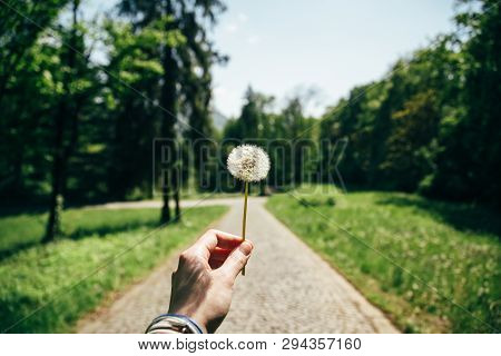 Young Womans Hand Is Holding A White Dandelion In Front Of A Camera In Green Park Summer Time, Hipst