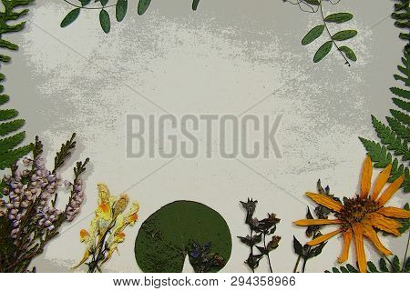 Beautiful Batanic Background With Dry Plants With Posterization Effect.