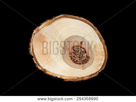 Slice Of Wood Timber Natural Background On Black At Night.