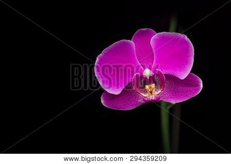 Single Stand Alone Purple Orchid Flower. Copy Space. Black Background.