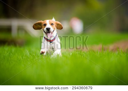 Dog Beagle Running And Jumping With Tongue Out Through Green Grass Field In A Spring