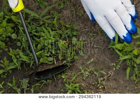Young Woman In White Gloves Removing Weed With Hoe In Spring Garden
