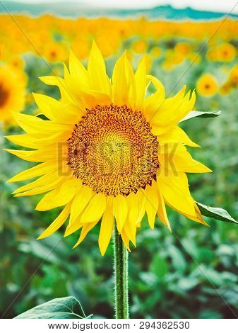 Bee Pollinates A Flower Of A Sunflower In The Field. Mimicry Of Insects. Beautiful Bright Yellow Flo