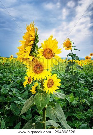 Bush Sunflower With The Main Heads Of Flowers.. Bee Pollinates A Flower Of A Sunflower In The Field.
