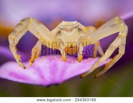 Little Yellow Tomisidae Onostus Spider Walking And Posing On A Pink Flower