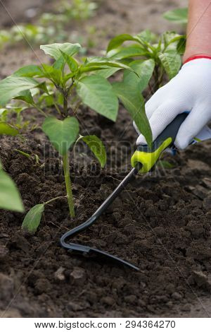 Woman Removing Weed And Hoeing Soil In The Kitchengarden