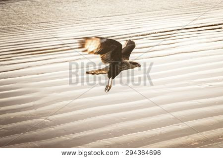 Bird Of Prey Found On The Brazilian Coast. The Carcará, Caracará Or Carancho Is A Species Of Bird Of