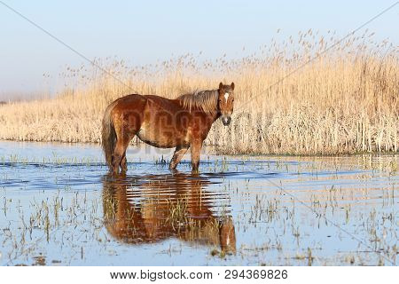 Wild  Sorrel Horse Is Watchig In Watering Place