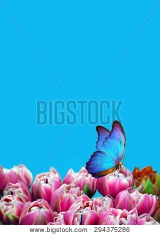 Flying Butterflies Over Spring Flowers. Pink Tulips And Blue Morpho Butterflies. Spring Concept. Cop