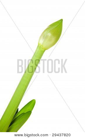 Amaryllis blo Bud i närbild
